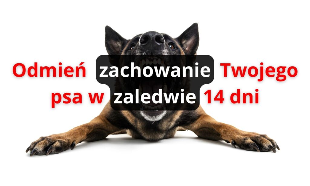 Projekt Bez Nazwy 1 1024x614